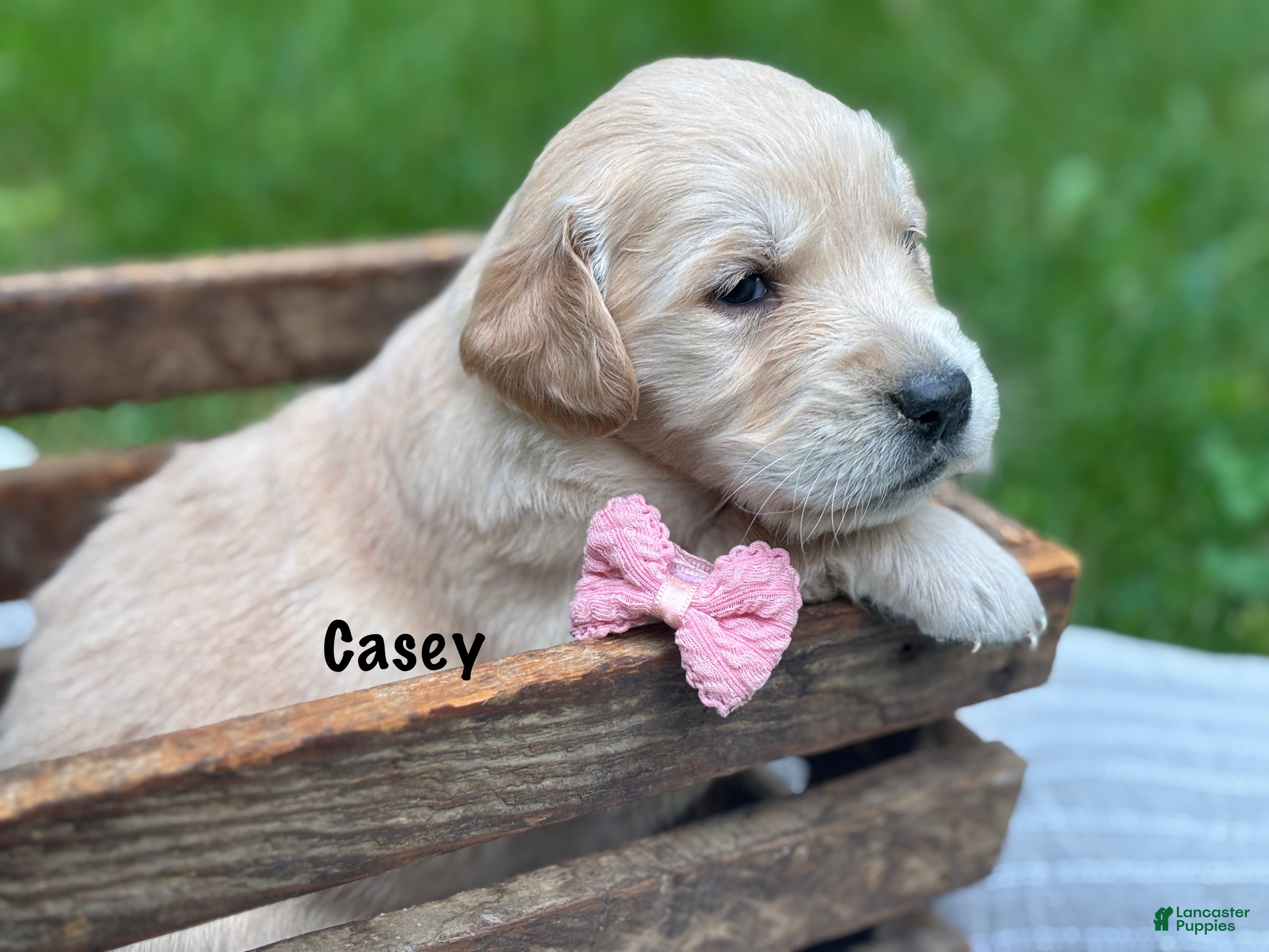 Golden Retriever dogs Casey - Ad 1