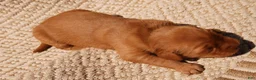 Golden Retriever dogs for sale: Daisy -AKC, Genetically Clear - Ad 68