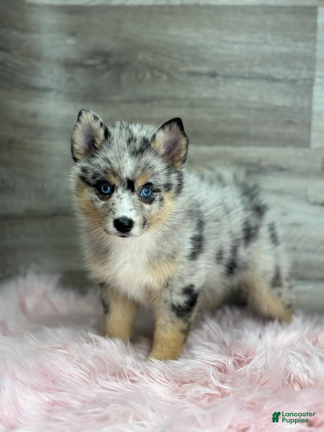 Pomsky dogs for sale: Everett - Ad 3