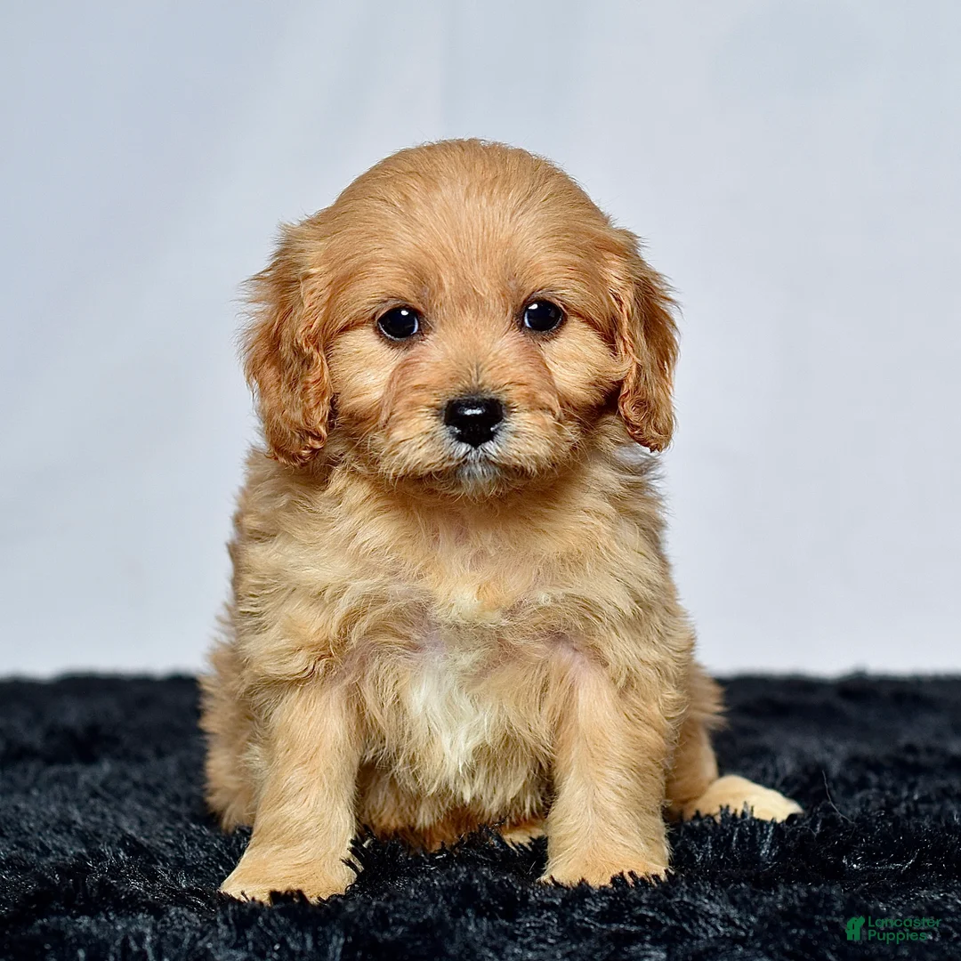 Cavapoo dogs for sale: Mr. Captain - Ad 1