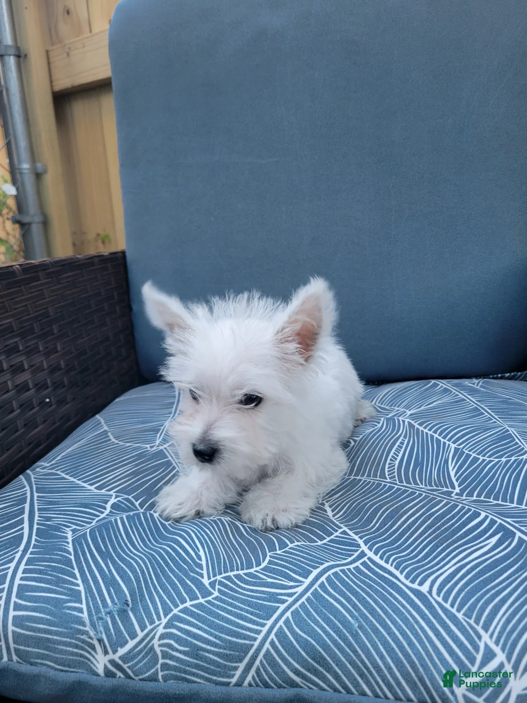 West Highland Terrier dogs for sale: Theo - Ad 2