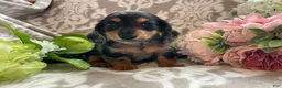 Miniature Dachshund dogs for sale: Sheila - Ad 9