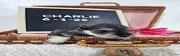 Miniature Schnauzer dogs for sale: Charlie - Ad 14