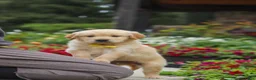 Golden Retriever dogs for sale: Benny - Ad 11