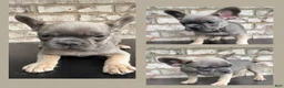 French Bulldog dogs for sale: French Bulldog 2 - Ad 3