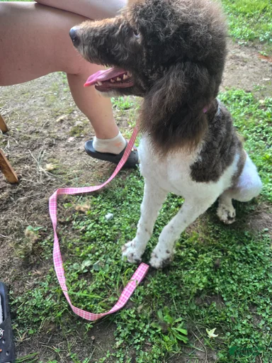 Gallery Image {{count}}