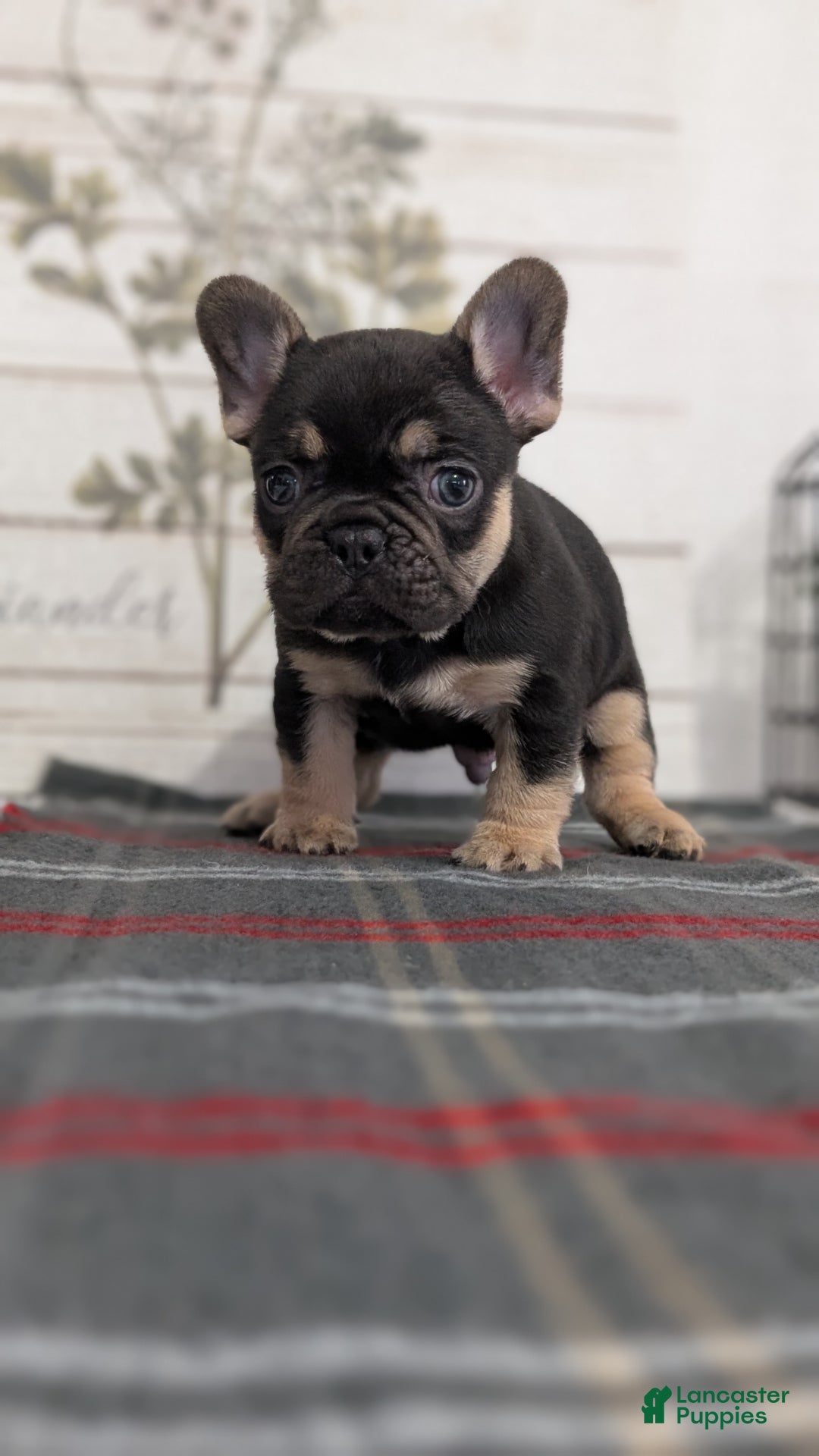 French Bulldog dogs for sale: Scout - Ad 6