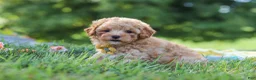Yorkiepoo dogs for sale: Theo - Ad 4