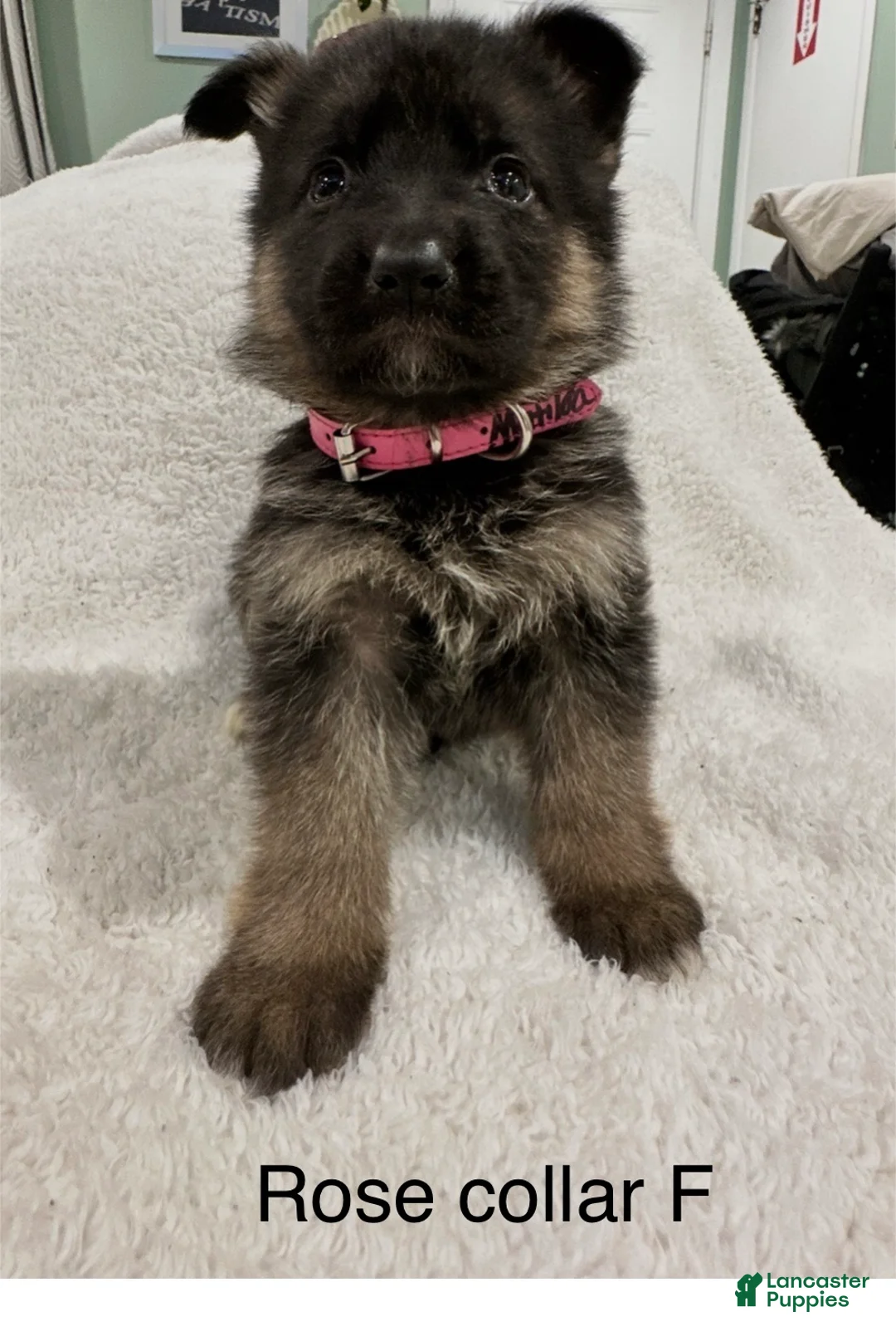 German Shepherd dogs for sale: German Shepherd Puppy 9 - Ad 1