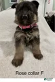 German Shepherd Puppy 9