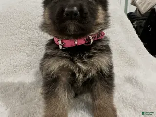 German Shepherd dogs German Shepherd Puppy 9 - Ad 27