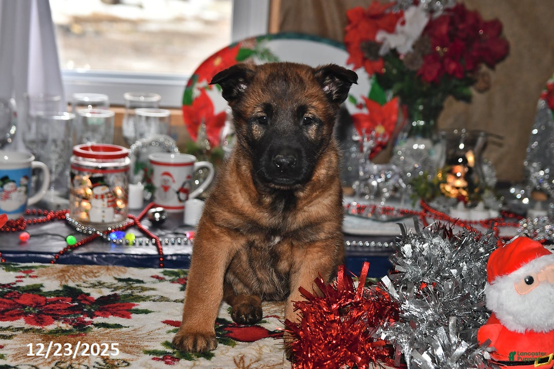 Belgian Malinois dogs for sale: Belle - Ad 5