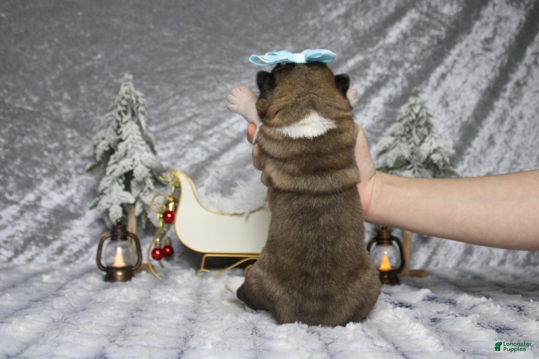 Akita dogs for sale: Jill  - Ad 9