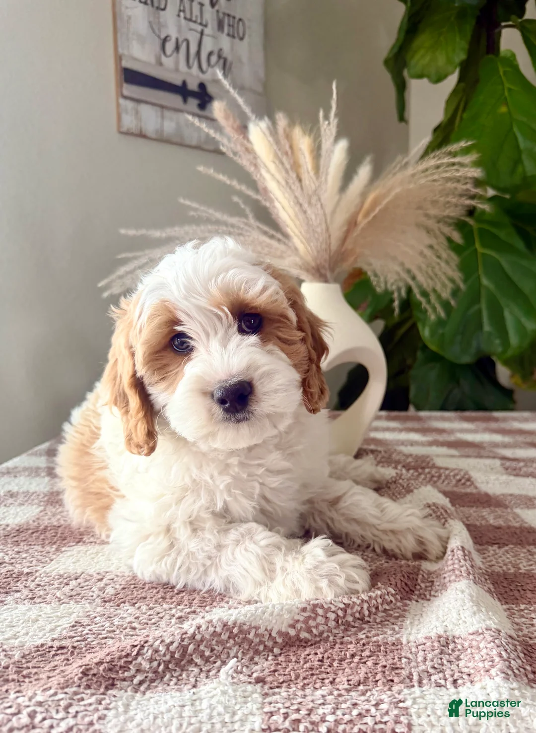 Cavapoo dogs for sale: Fin - Ad 1