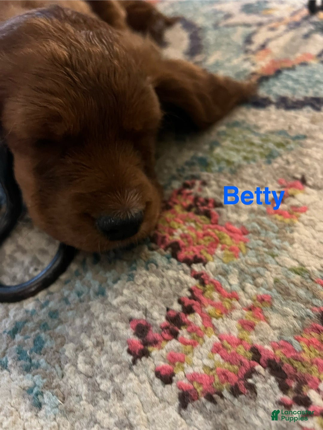 Cavapoo dogs for sale: Betty - Still available  - Ad 3