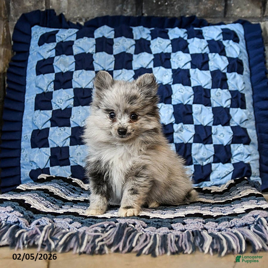 Pomeranian dogs Lady - Ad 37