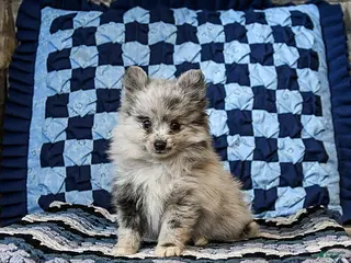 Pomeranian dogs Lady - Ad 37