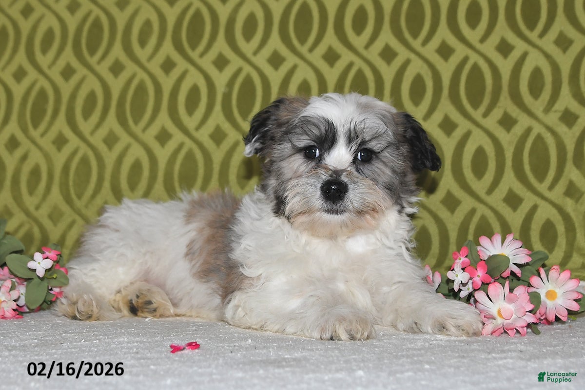 Teddy Bear dogs Jaxon - Ad 2