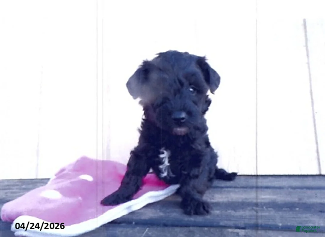 Yorkiepoo dogs for sale: Cory - Ad 1