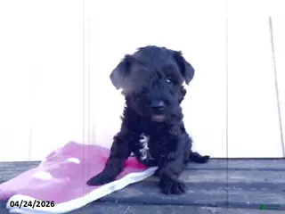 Yorkiepoo dogs for sale: Cory - Ad 2