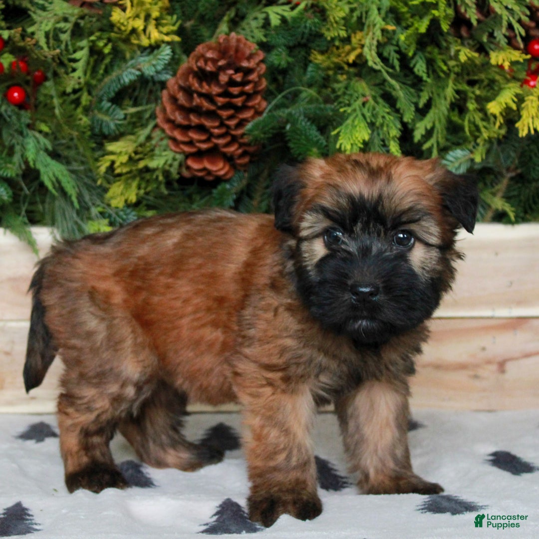 Soft Coated Wheaten Terrier dogs for sale: Willow  - Ad 3