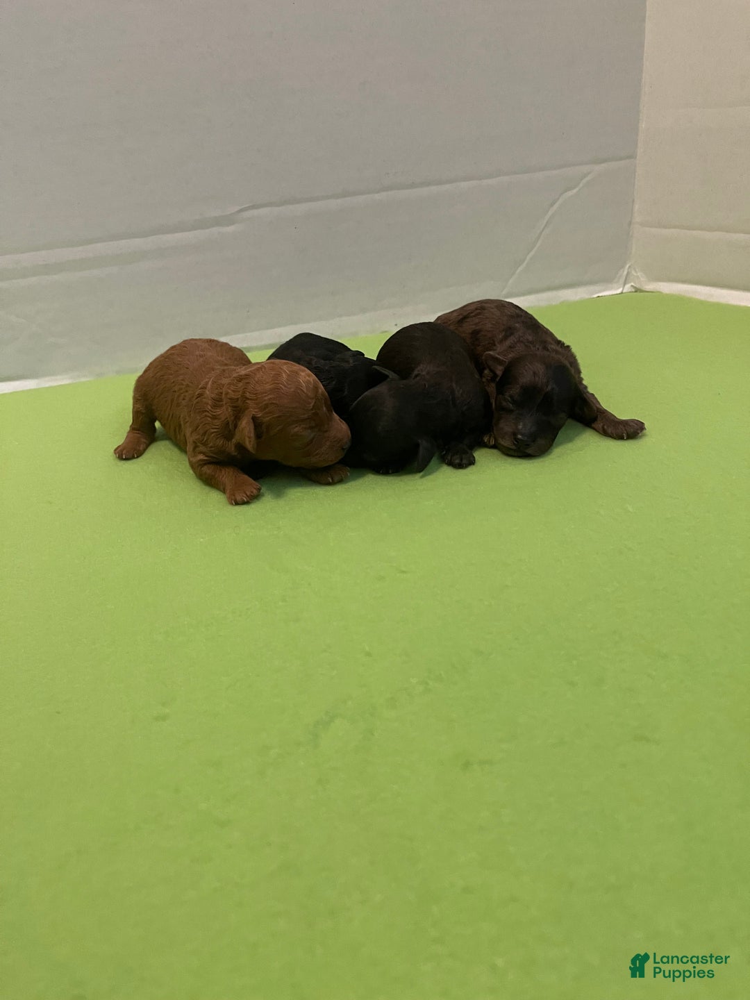 Toy Poodle dogs for sale: Toy Poodle Puppy 2 - Ad 5