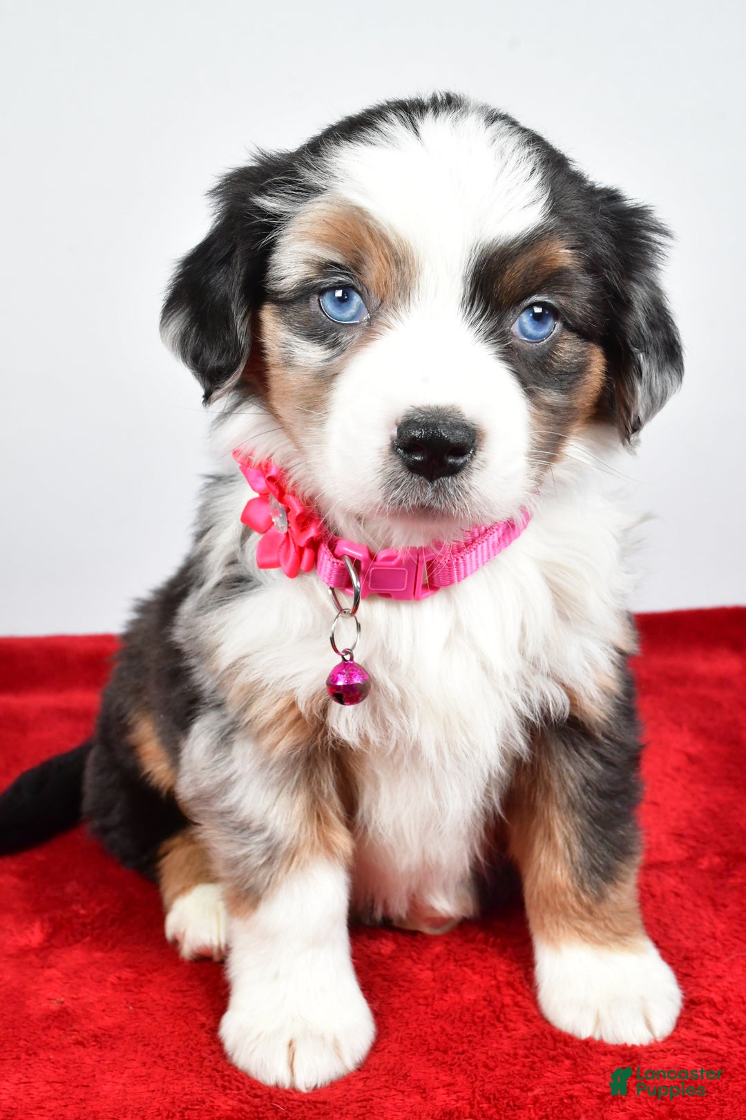 Miniature Australian Shepherd dogs for sale: Orlinda  - Ad 5