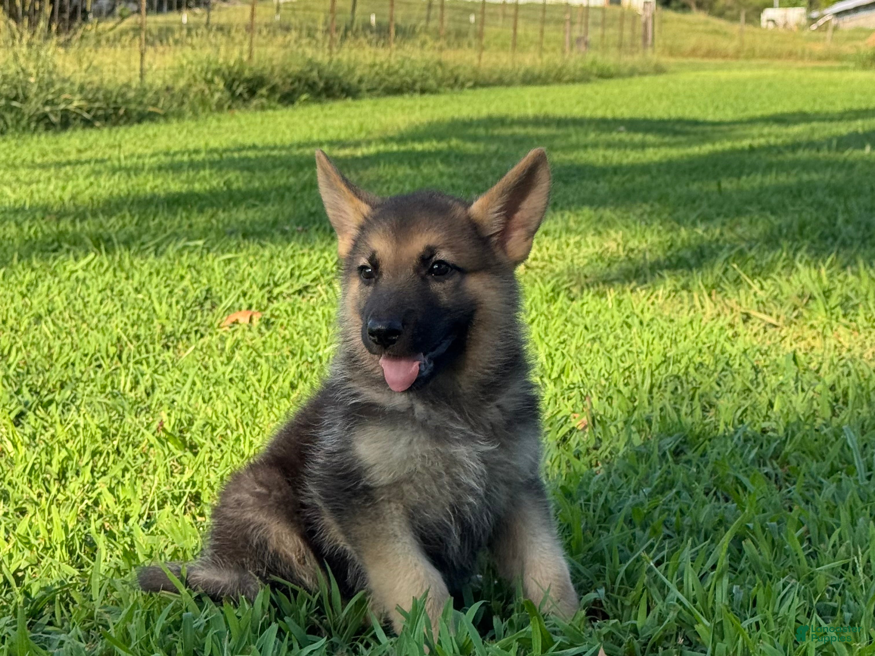 German Shepherd dogs Boss - Ad 1