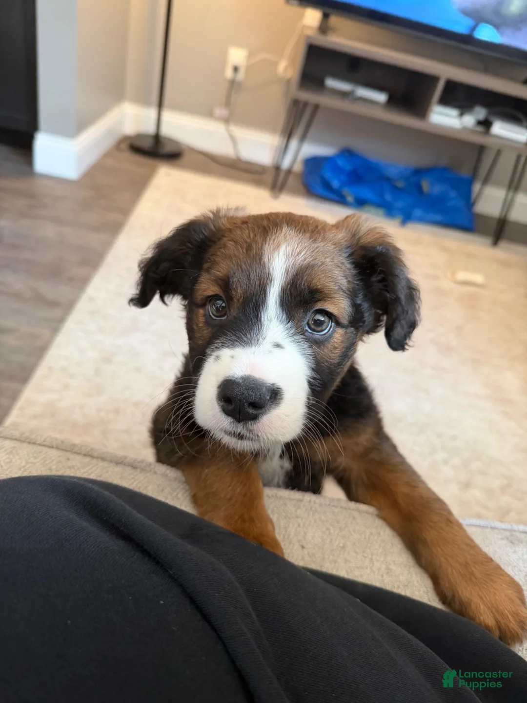 Saint Bernard dogs for sale: Saint Bernard 1 - Ad 3