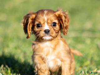 Cavalier King Charles Spaniel dogs Autumn - Ad 15