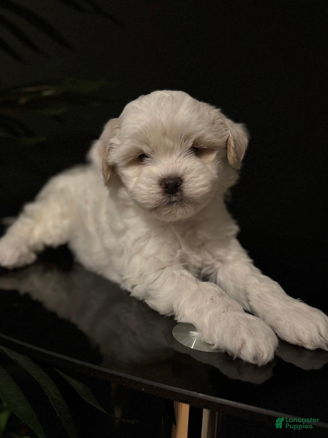 Shihpoo dogs for sale: Snowball - Ad 1