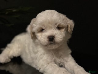 Shihpoo dogs Snowball - Ad 41