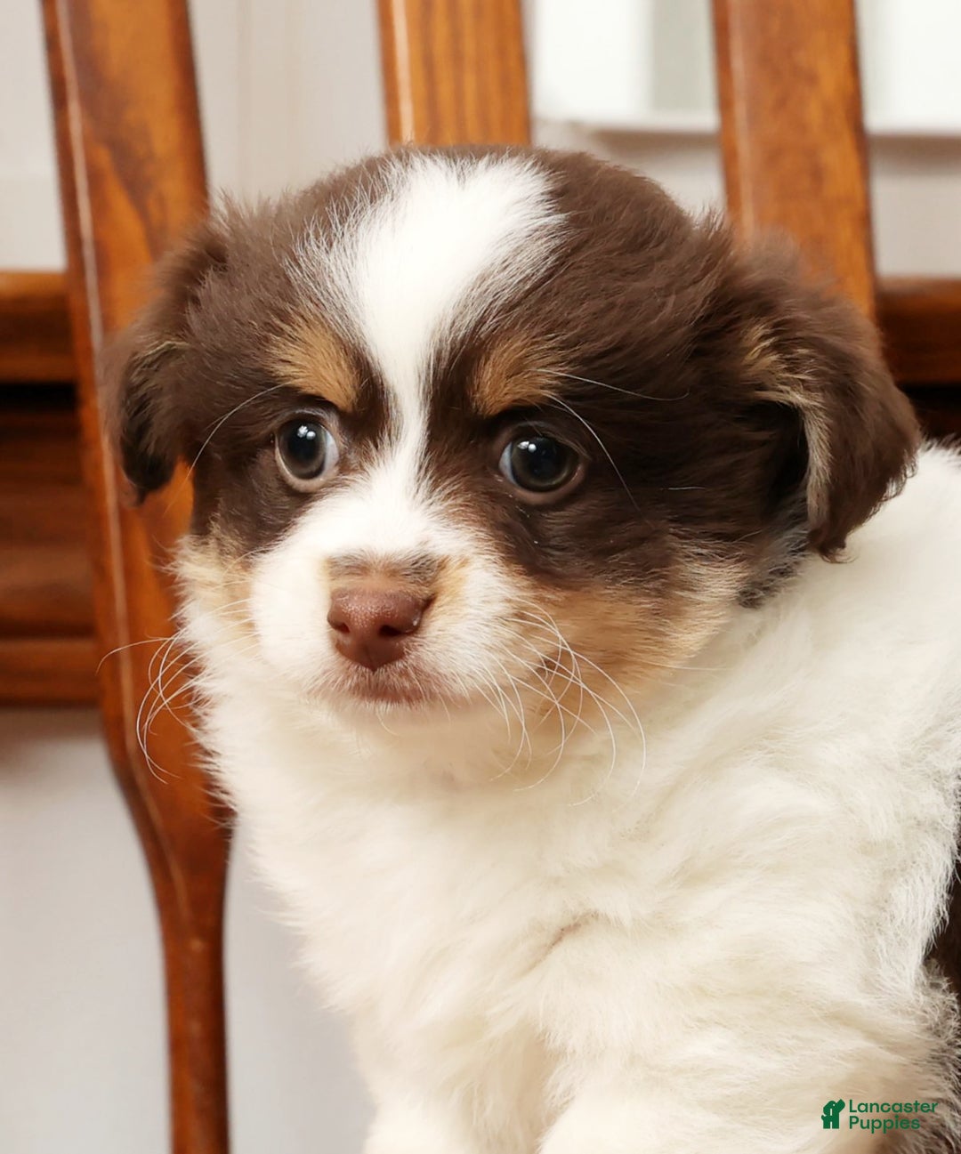 Havanese dogs for sale: Thomas - Ad 9