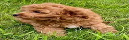 Cavapoo dogs for sale: Hector - Ad 5
