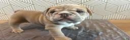 English Bulldog dogs for sale: Lola - Ad 3