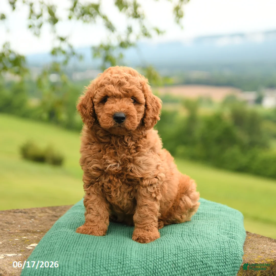 Mini Goldendoodle dogs for sale: Atley - Ad 2