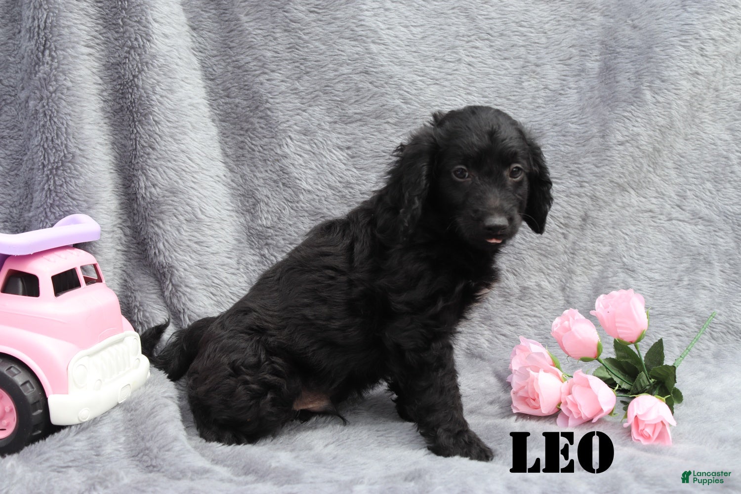Mini Goldendoodle dogs for sale: Leo - Ad 4