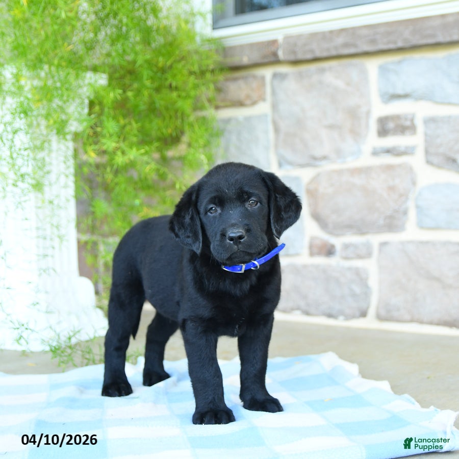 Labrador Retriever dogs Blueberry - Ad 1