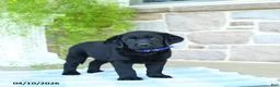 Labrador Retriever dogs for sale: Blueberry - Ad 1