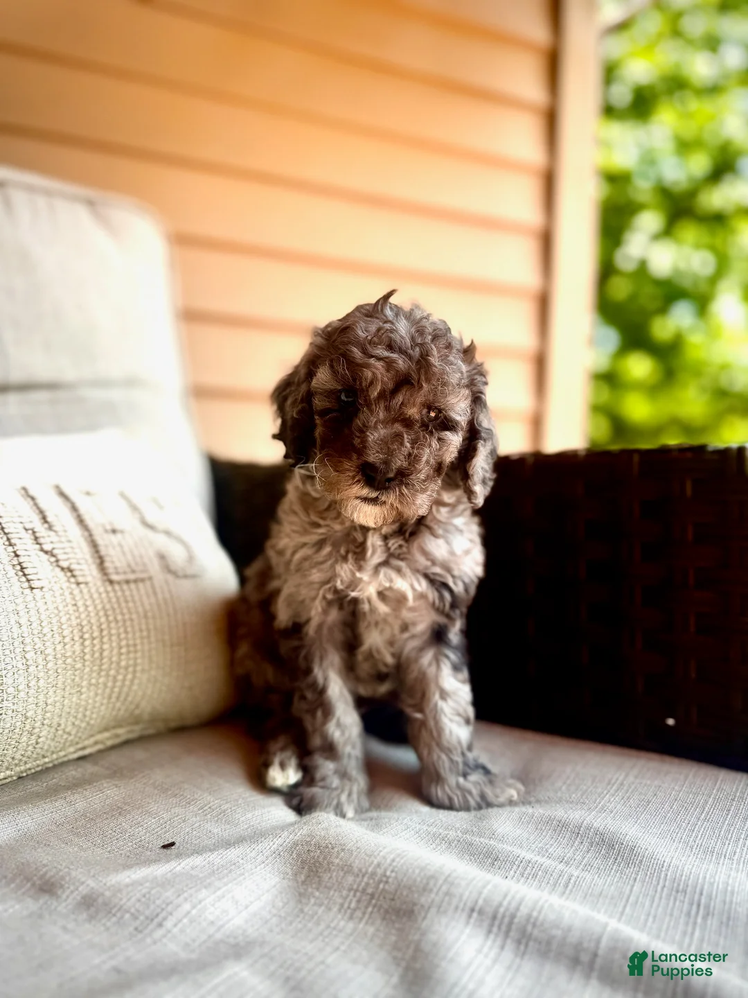 Mini Goldendoodle dogs for sale: Blue - F1B mini Golden Doodle (blue merle) - Ad 2
