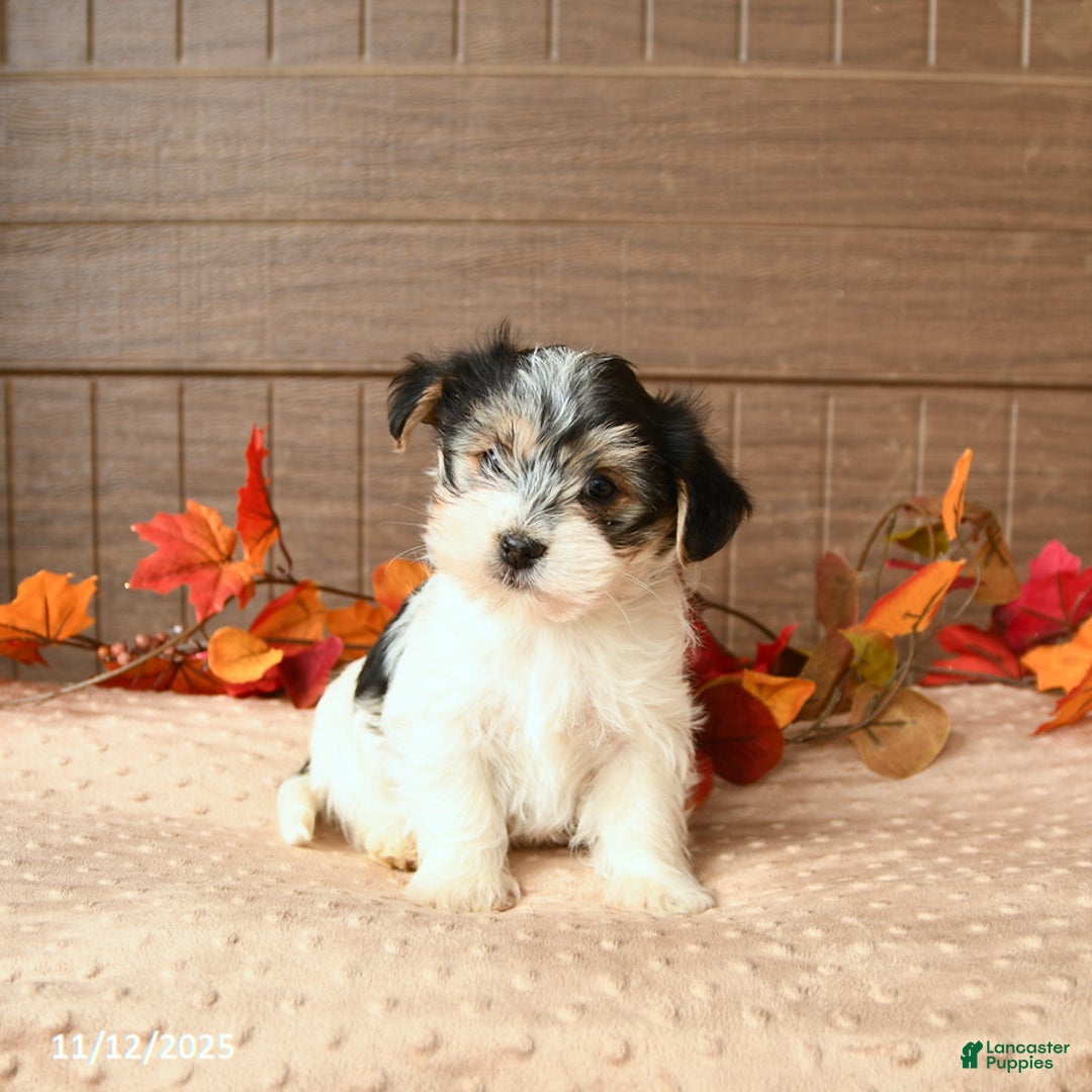 Morkie dogs for sale: Jasper - Ad 1