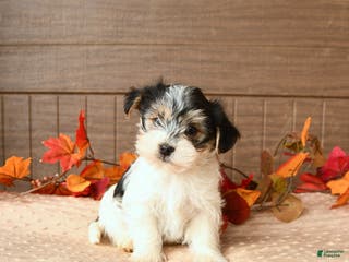Morkie dogs Jasper - Ad 14