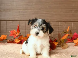 Morkie dogs Jasper - Ad 30