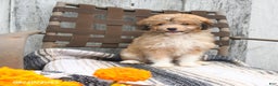 Mini Aussiedoodle dogs for sale: Marigold - Ad 1