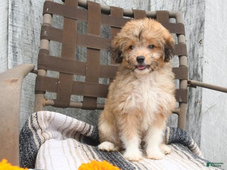 Mini Aussiedoodle dogs Marigold - Ad 31