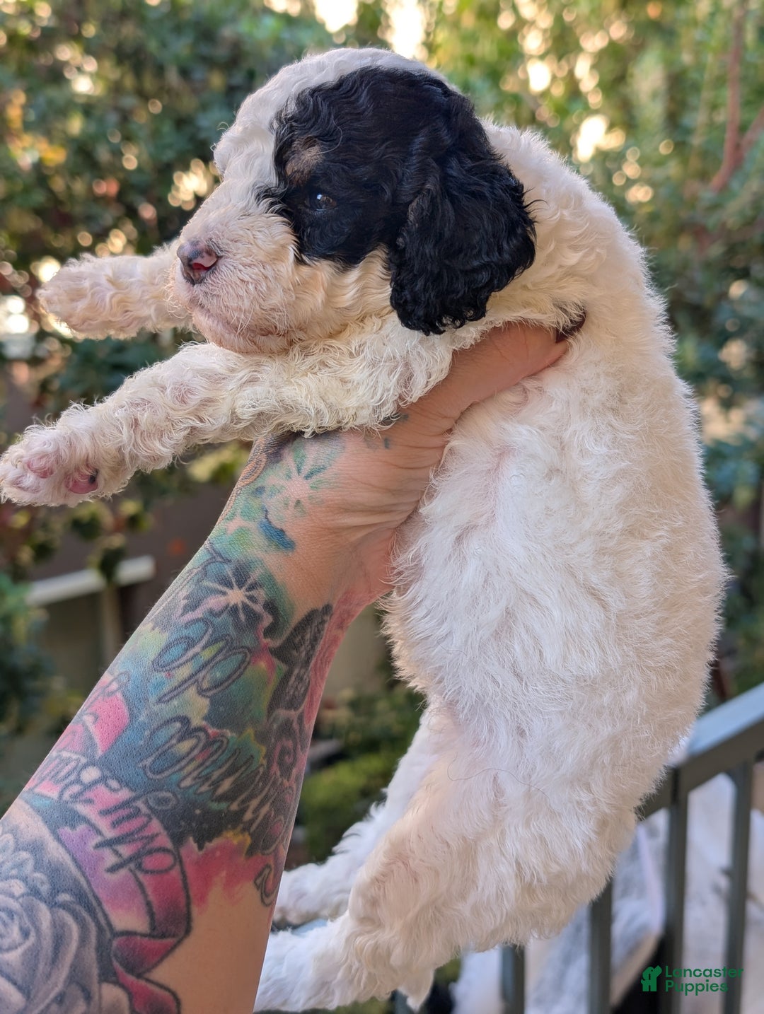 Mixed Breed dogs for sale: MAKI - Ad 7