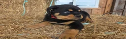 Rottweiler dogs for sale: Rottweiler 1 - Ad 8