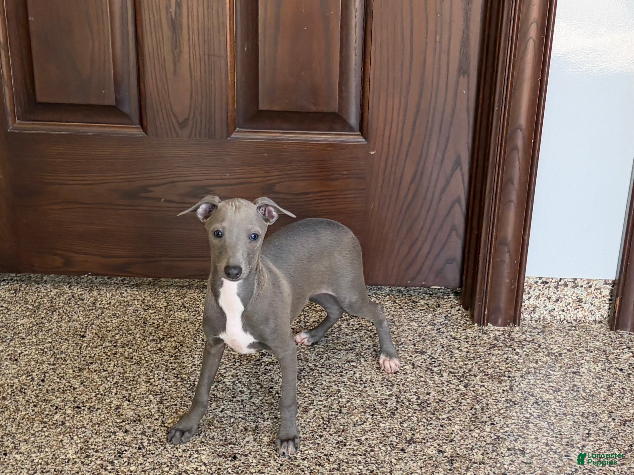 Italian Greyhound dogs Norm - Ad 14