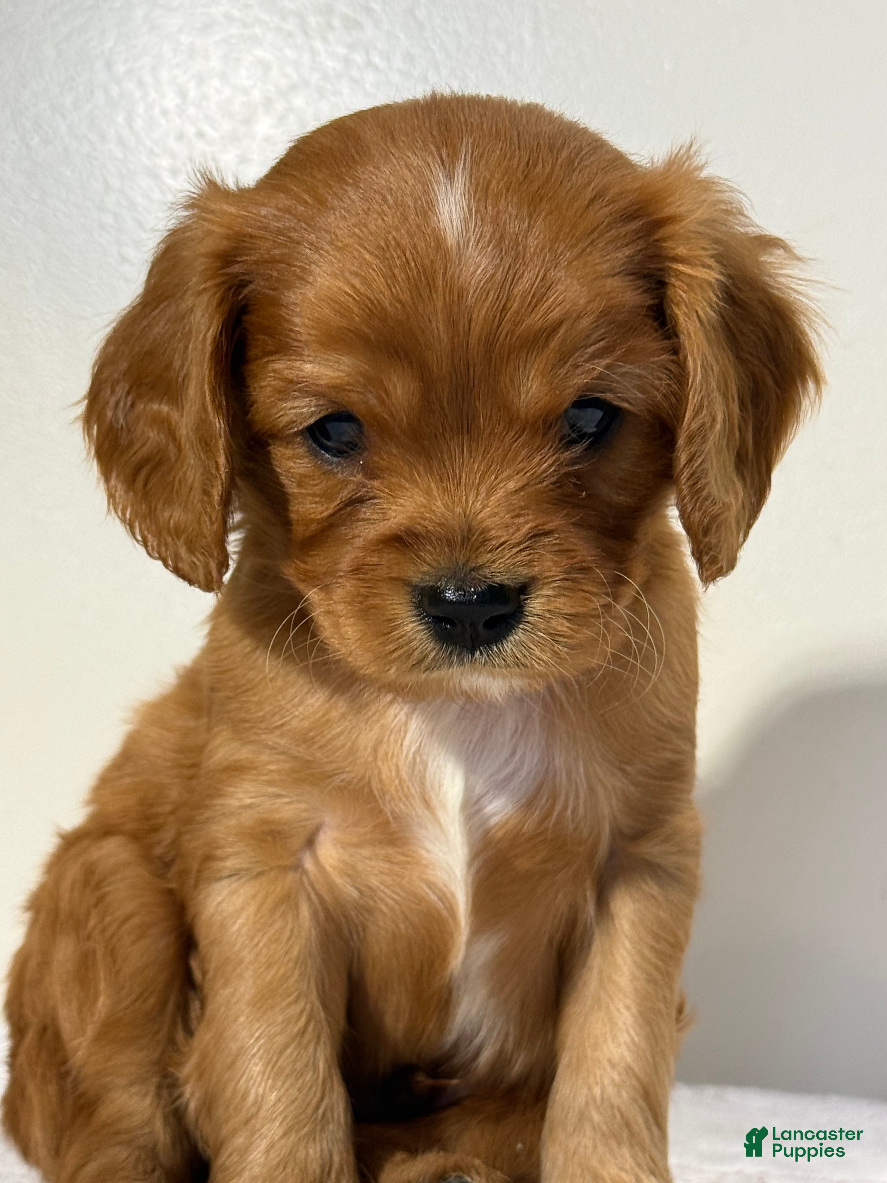 Cavapoo dogs Spencer Cavapoo  - Ad 2