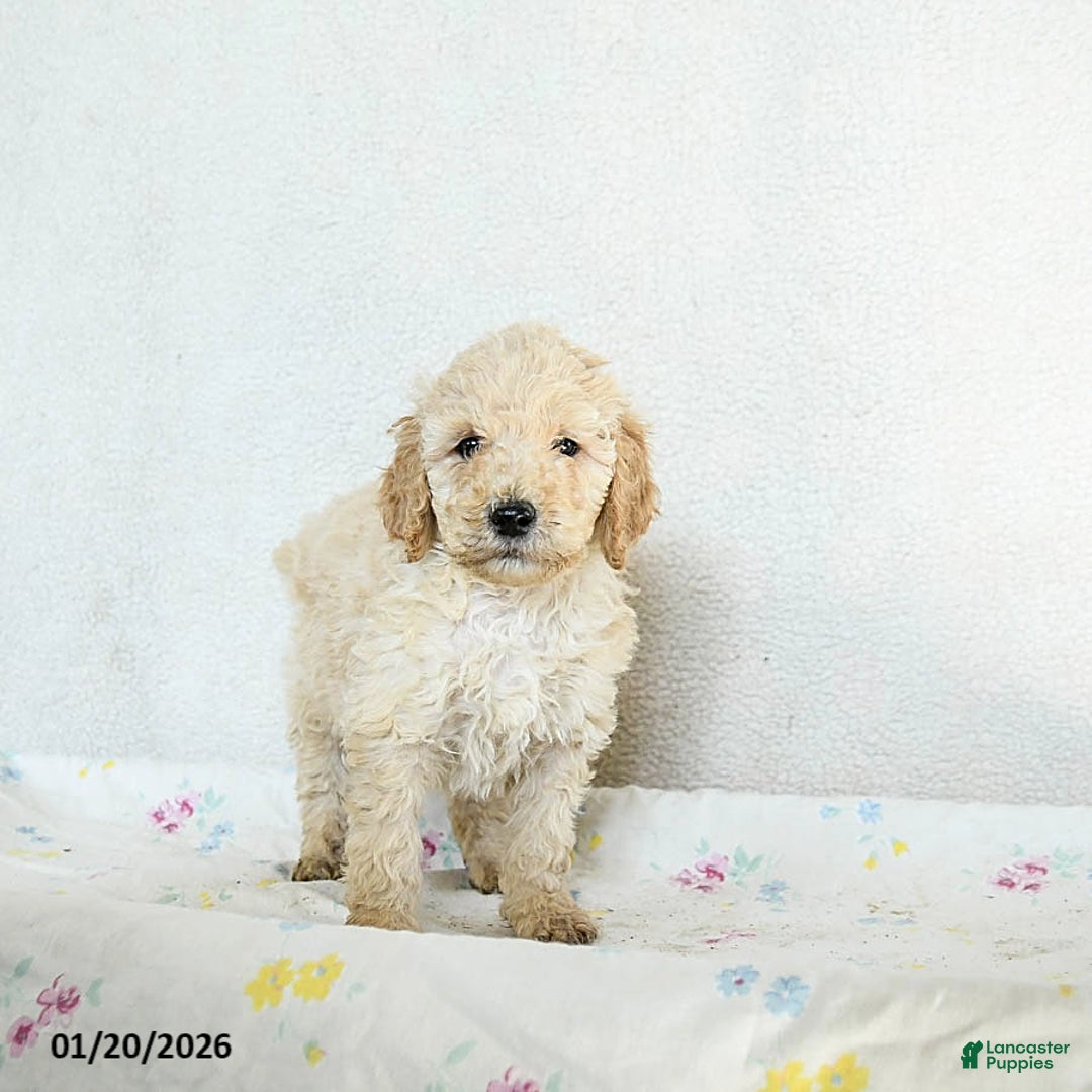 Standard Poodle dogs for sale: Marlo - Ad 1